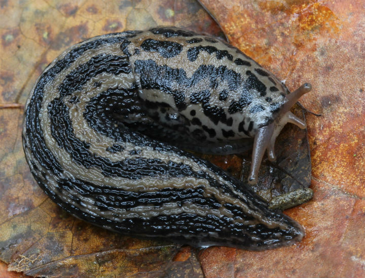 Leopard Slug